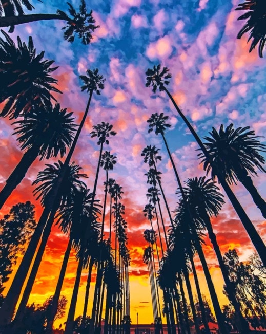 Los Angeles Palm Trees paint by numbers