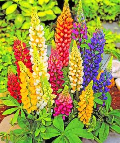 Lupin Plants paint by numbers