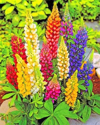 Lupin Plants paint by numbers