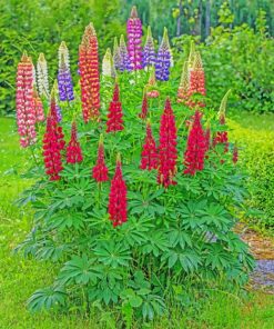 Lupine Flowers paint by numbers