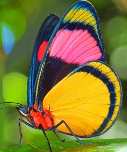 Lycaenid Butterfly paint by numbers