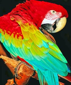 Macaw Bird paint by numbers