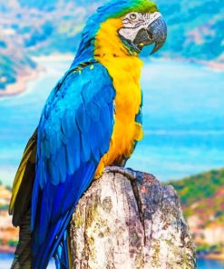 Macaw With Blue And Yellow Feathers paint by numbers