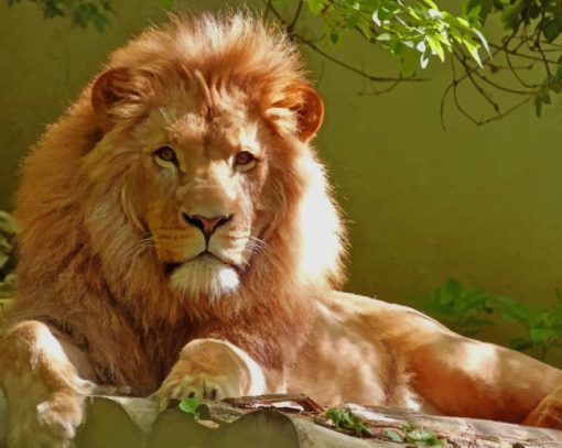 Male Lion Laying paint by numbers
