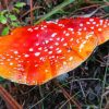 Medicinal Mushroom painting by numbers