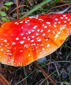 Medicinal Mushroom painting by numbers