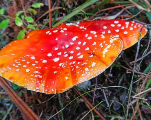 Medicinal Mushroom painting by numbers