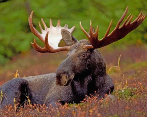 Moose With Big Horns paint by numbers
