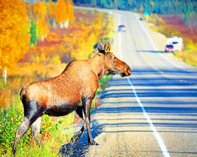 Big Moose On The Road paint by numbers
