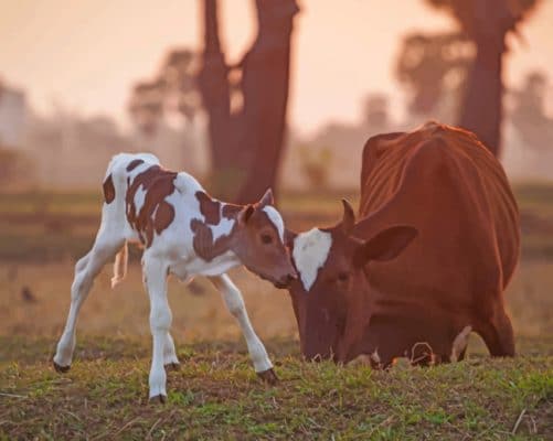 New Born Baby Cow paint by numbers