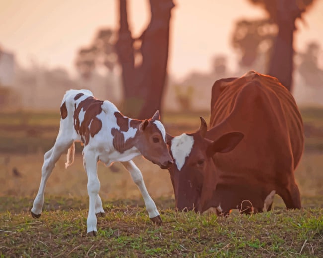 New Born Baby Cow paint by numbers
