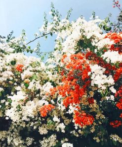 Orange And White Flowers painting by numbers