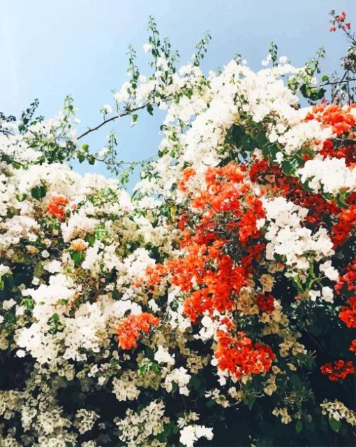 Orange And White Flowers painting by numbers