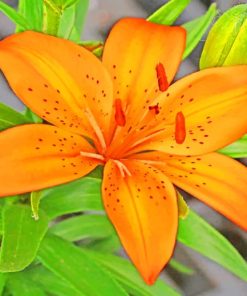 Orange Asiatic Lily paint by numbers