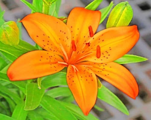 Orange Asiatic Lily paint by numbers