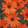 Orange Flowers painting by numbers