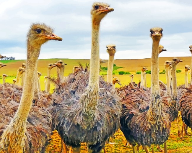Ostriches In A Field paint by numbers
