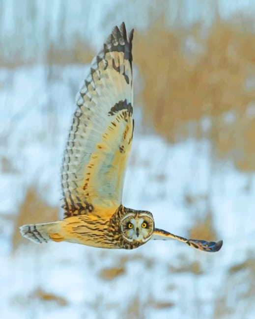 Flying Owl paint by numbers
