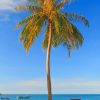 Lone Palm Tree On The Beach paint by numbers