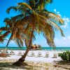 Palm Tree On The Beach paint by numbers