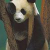Panda Bear In Sad Position painting by numbers