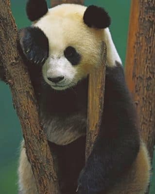 Panda Bear In Sad Position painting by numbers