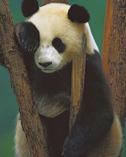 Panda Bear In Sad Position painting by numbers