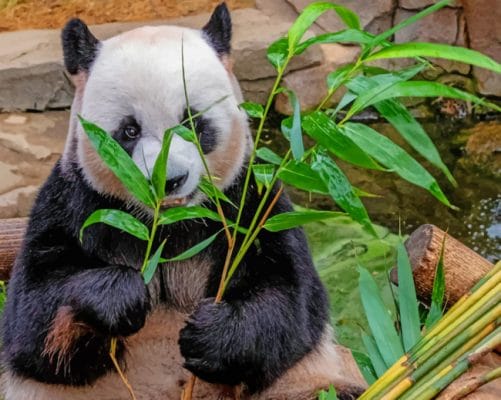 Bear Panda Eating Leaves painting by numbers