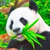 Panda Eating Leaves Paint by numbers