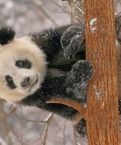 Panda On Tree painting by numbers