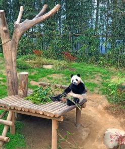 Panda Sitting On Brown Wooden Bench painting by numbers