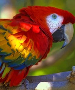 Colorful Parrot Closeup paint by numbers