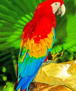 Parrot With Colorful Feathers paint by numbers