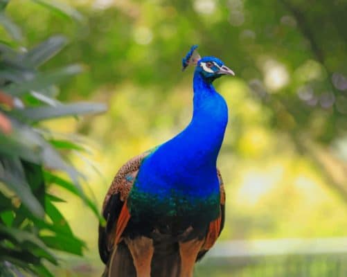 Peacock Blue Bird paint by numbers