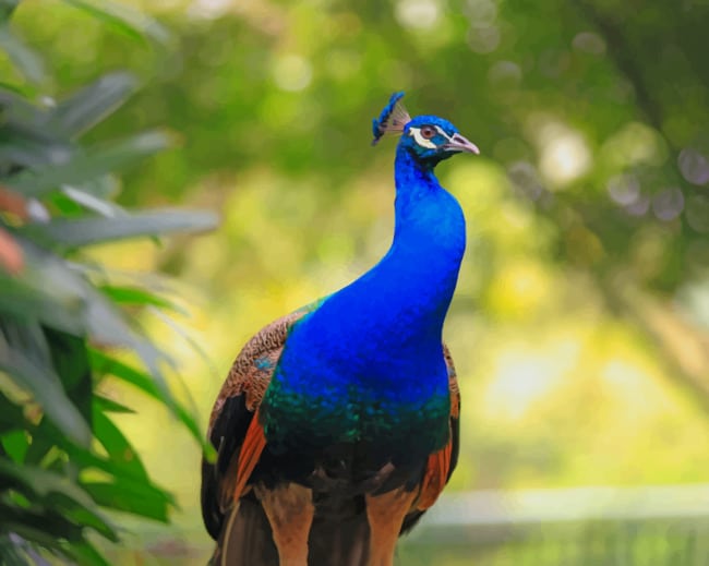 Peacock Blue Bird paint by numbers