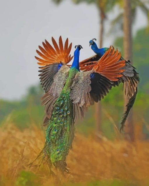 Peacocks Fighting paint by numbers