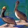 Pelicans By The Water paint by numbers