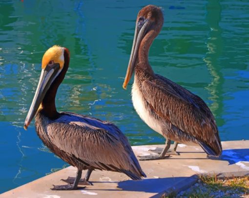 Pelicans By The Water paint by numbers