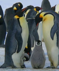 Penguins Emperor Family paint by numbers