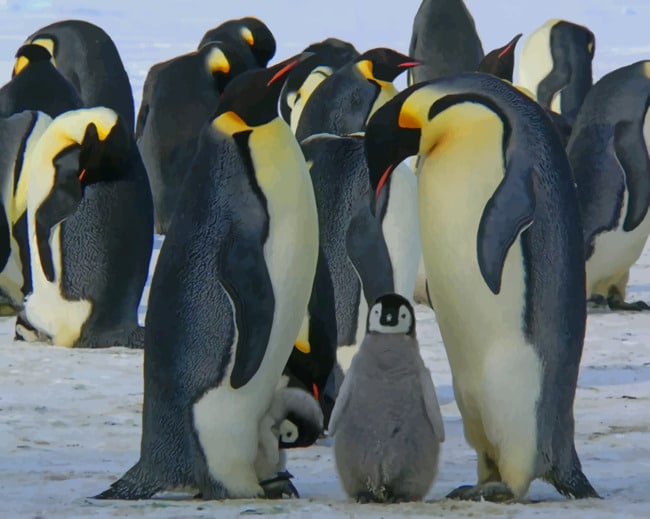 Penguins Emperor Family paint by numbers
