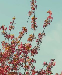 Pink And White Flowers Under Blue Sky painting by numbers