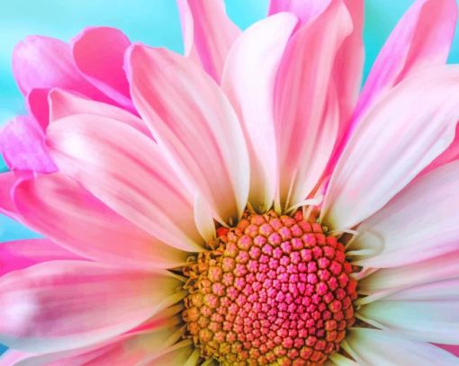 Pink Flower painting by numbers