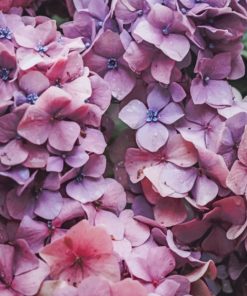 Pink Hydrangea Flower paint by numbers