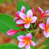 Pink And White Plumeria Flower paint by numbers