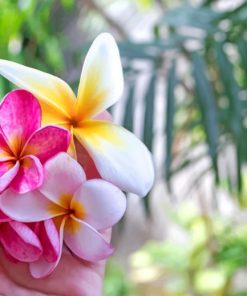 Pink Plumeria Flowers paint by numbers