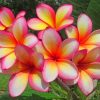 Blooming Plumeria Flowers paint by numbers