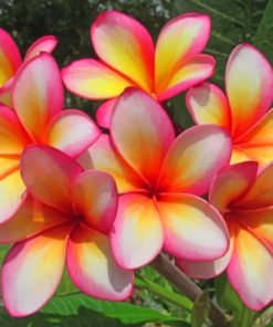 Blooming Plumeria Flowers paint by numbers