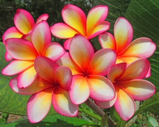 Blooming Plumeria Flowers paint by numbers