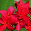 Red Plumeria Flower paint by numbers