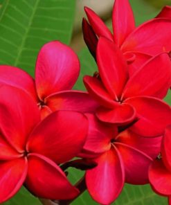 Red Plumeria Flower paint by numbers